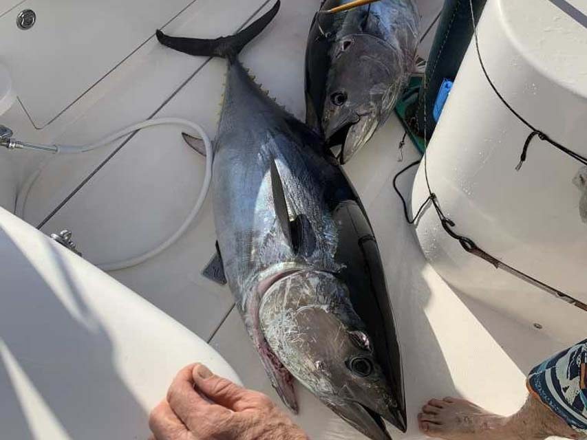 OFFSHORE BIG BLUEFIN